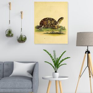 Vintage Animal Art turtle