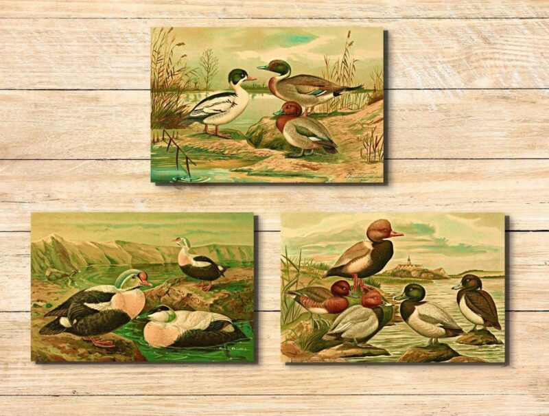 a wildlife wall art set