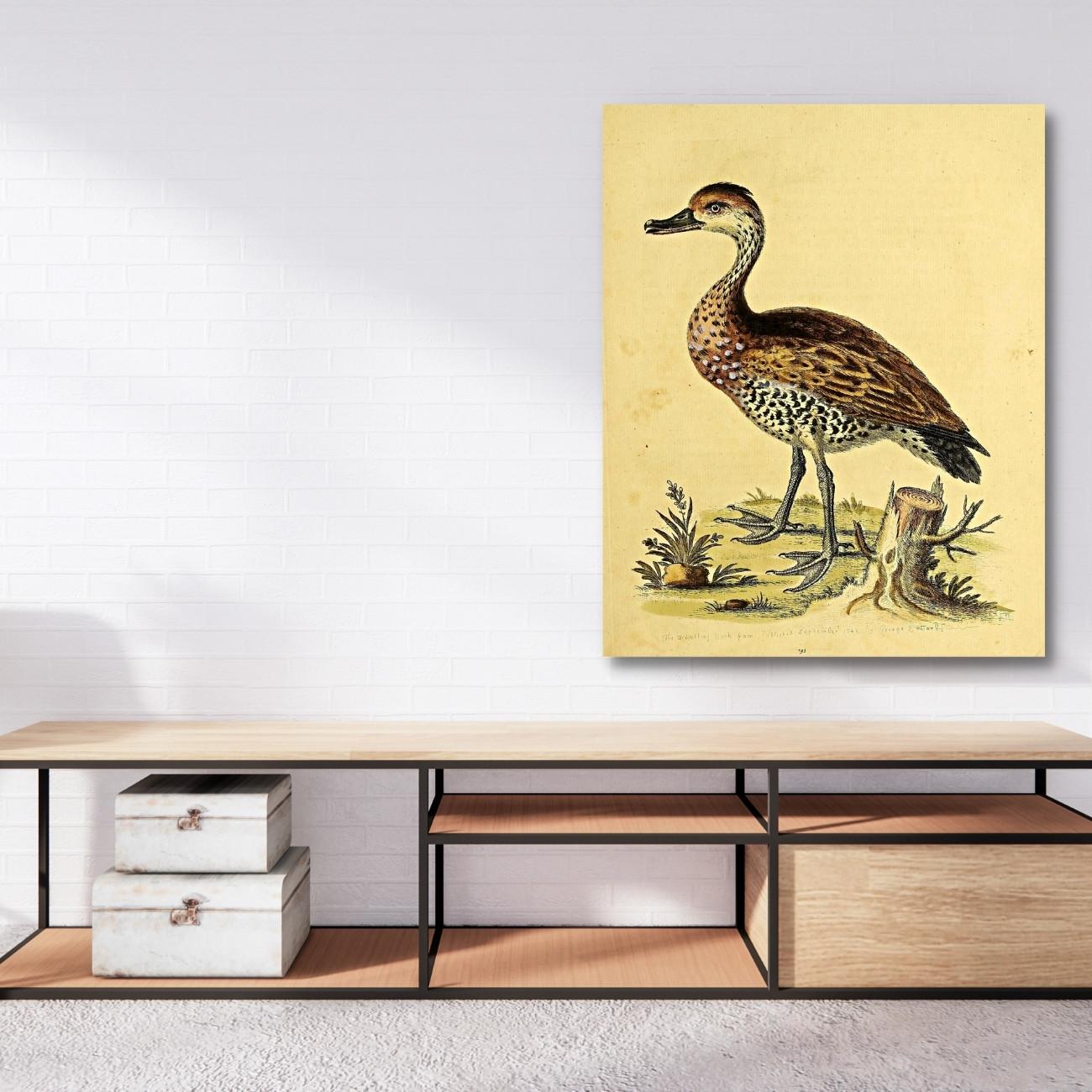 Vintage Wildlife Art - Bellesima