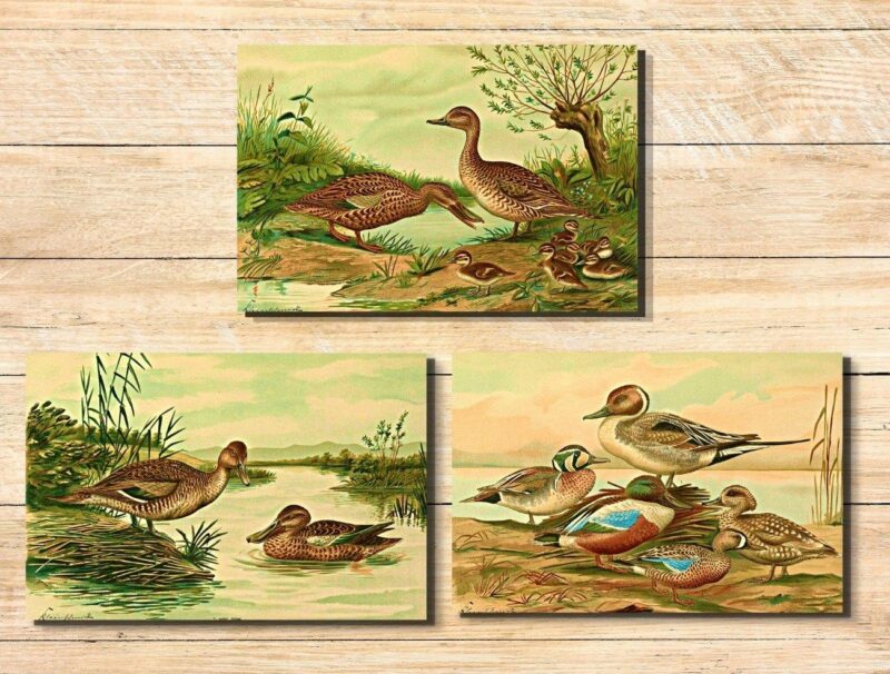 printable wildlife wall art