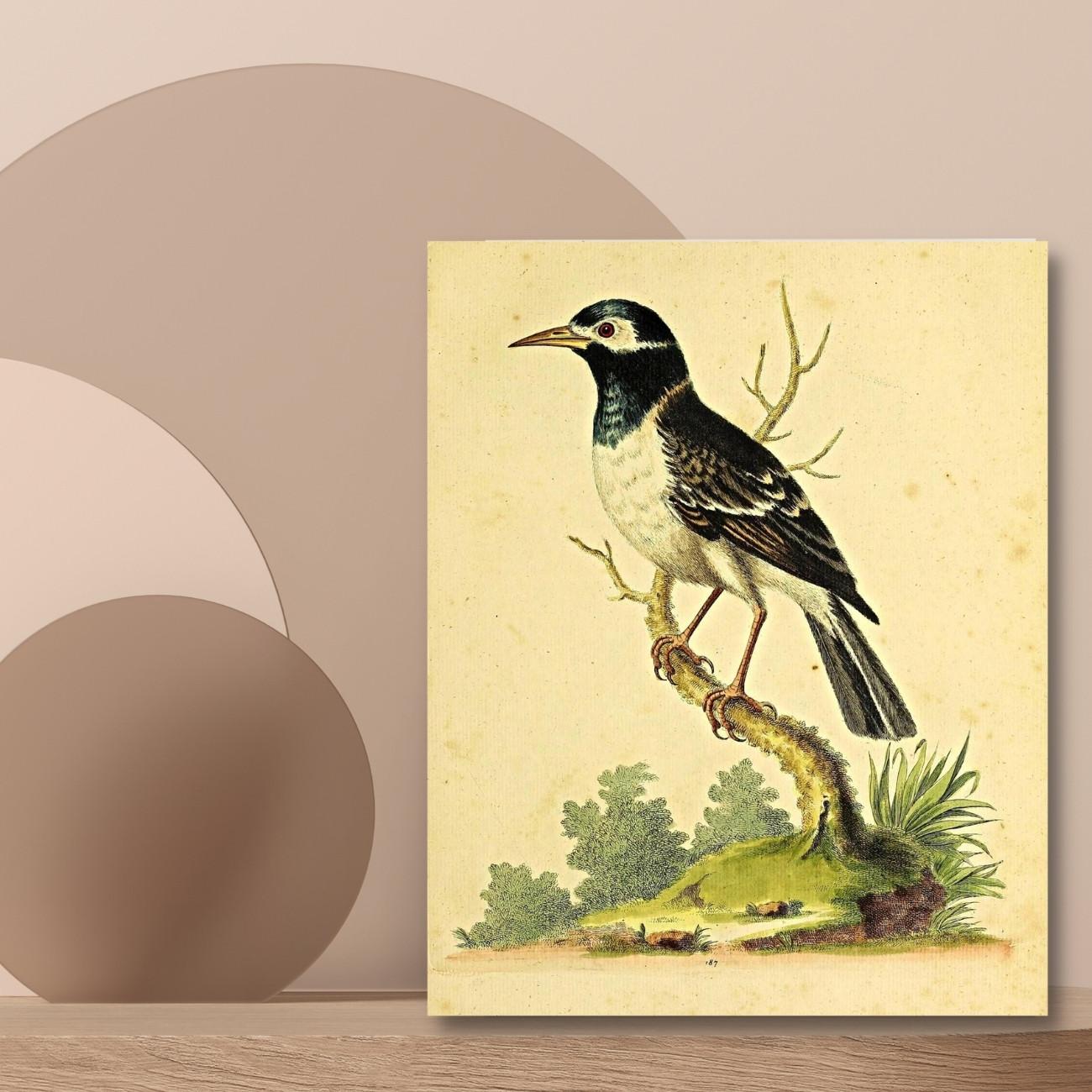 vintage wall art prints; tree branch, bird