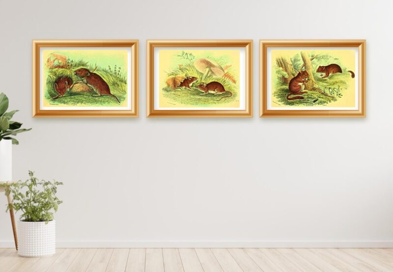 wild animal art set of three