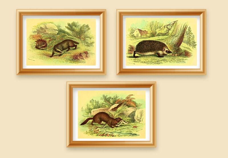 wild animal prints set of 3