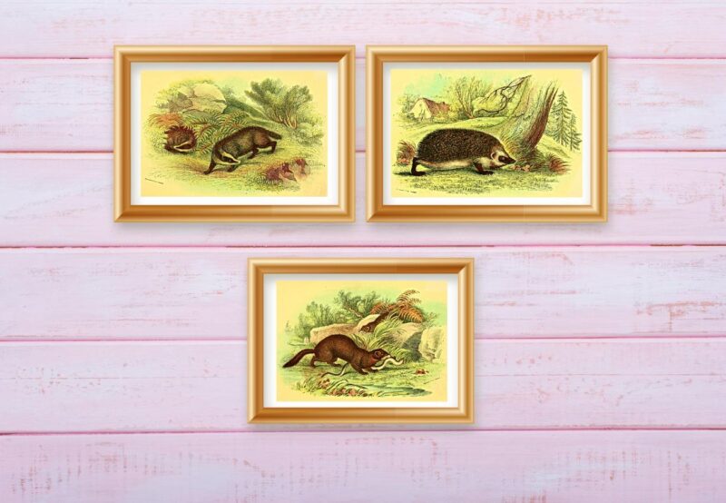 wild animal prints set of three