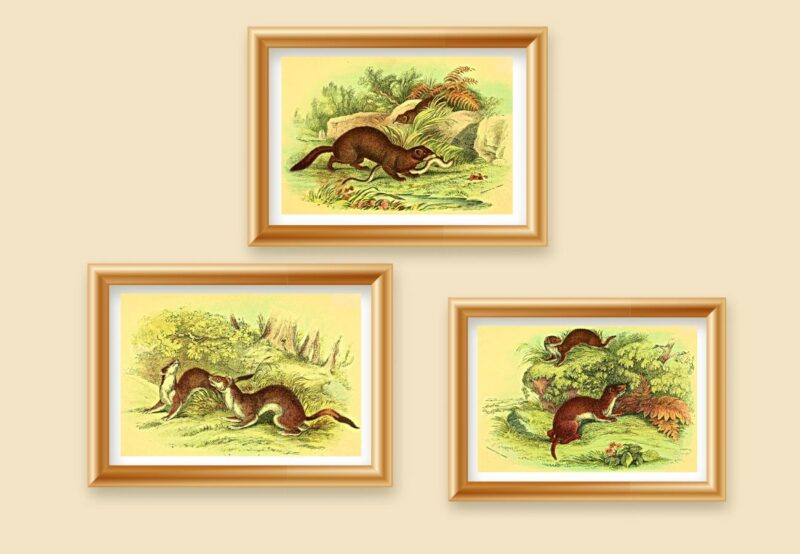 wild animal wall art prints set of 3