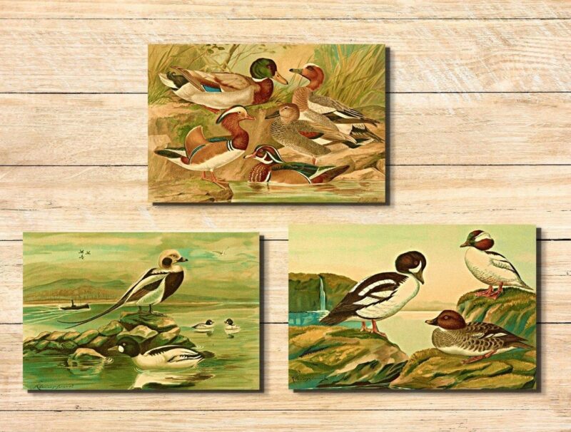 wildlife art décor set