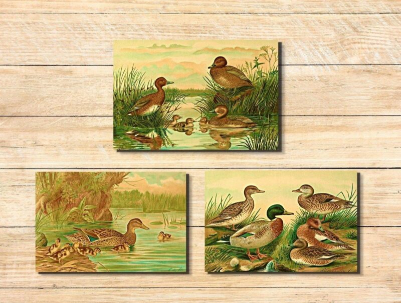 wildlife art set