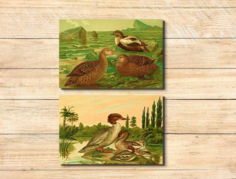 wildlife wall art prints set of three